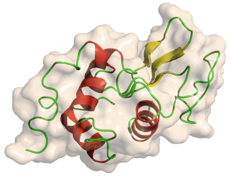 5 Globular Protein Examples That You Should Know Lambda Geeks