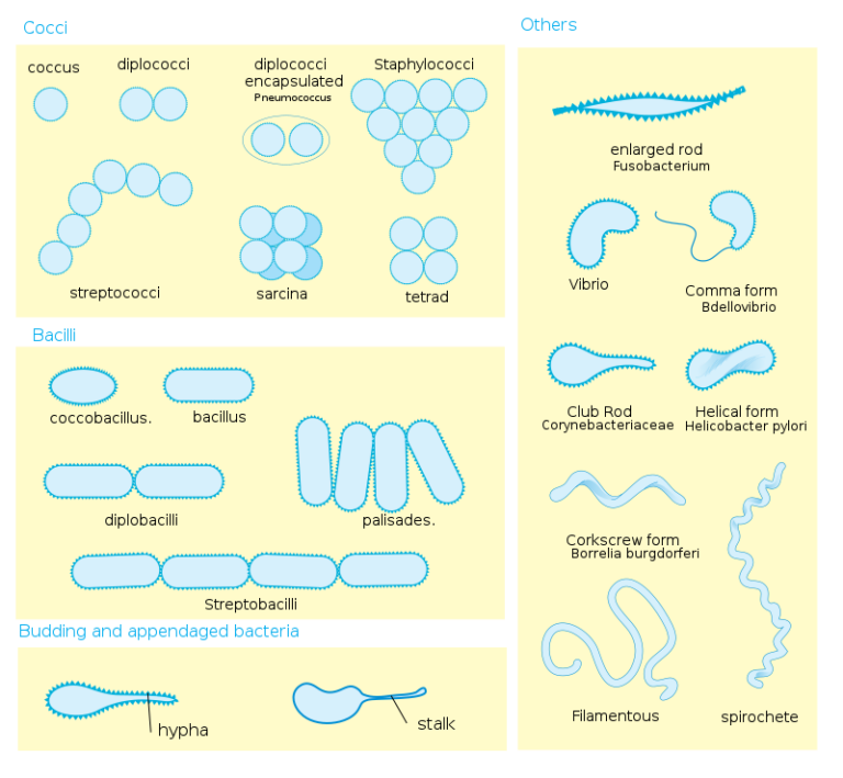 Eukaryotic Cells Vs Bacterial Cells: Detailed Insights – Lambda Geeks