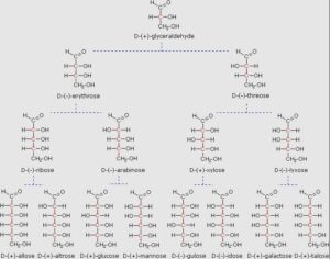 Carbohydrates structure examples