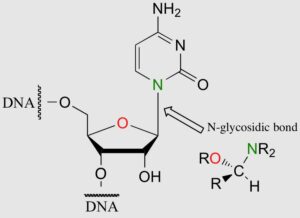 N glycosidic bond