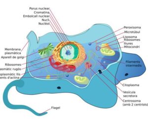 animal cell