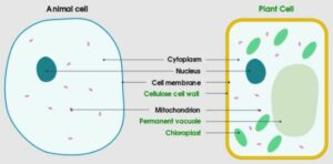 do animal cells have a cell wall