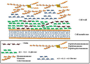 carbohydrates present in cell wall