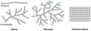 glycogen starch cellulose