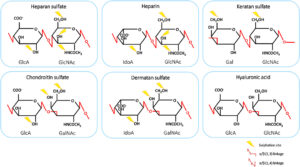 glycosaminoglycans