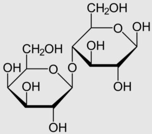 lactose