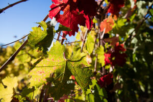 leaves changing color