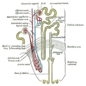 do-hmans-have animal-cells