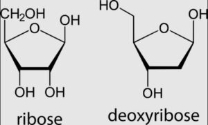 ribose and deoxyribose