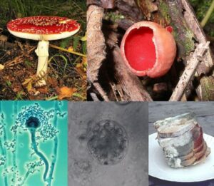 1024px Fungi collage 2