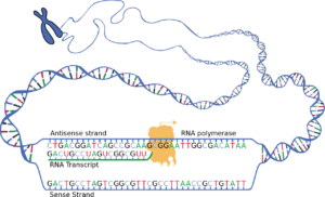 do-prokaryotes-have-rna