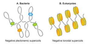 do-prokaryotes-have-dna-in-the-cytoplasm