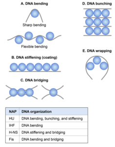 525px Subhash nucleoid 02