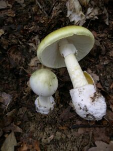 800px Amanita phalloides 1