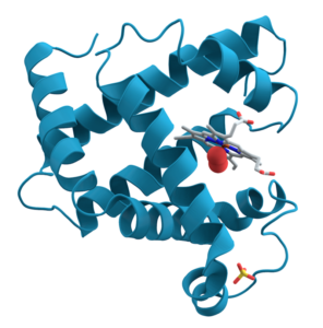 800px Myoglobin