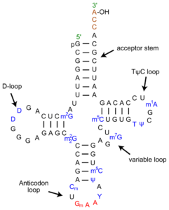 800px TRNA Phe yeast en.svg