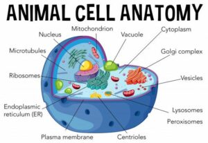 Do Animal Cells Have A Central Vacuole