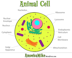 Animal cell