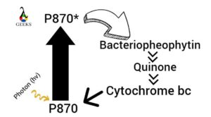 purple sulfur bacteria photosynthesis
