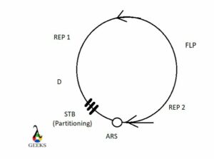 do-eukaryotes-have-plasmids