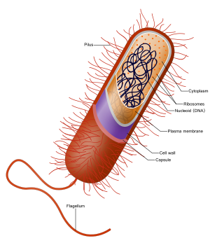 Prokaryote cell.svg 2