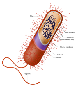 Prokaryote cell.svg