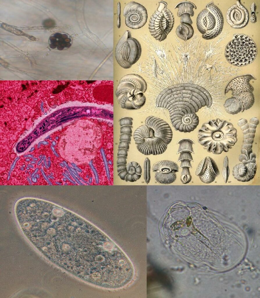 Protist collage