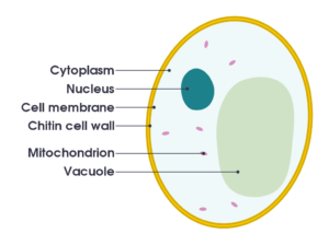 Simple diagram of yeast cell en.svg