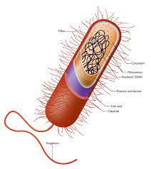 does bacteria have vacuole
