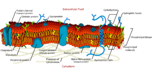 biology g6a888cd1c 1280