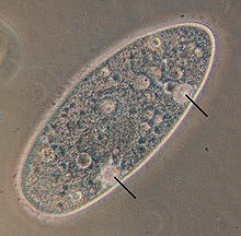 does bacteria have vacuole
