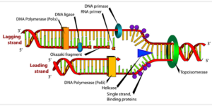 diagram ga2dd2de92 640