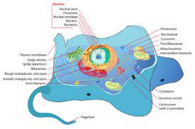 Example of Eukaryotic Cell
