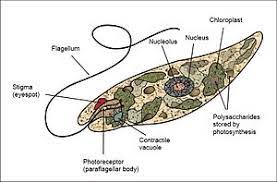 photoautotrophic bacteria examples
