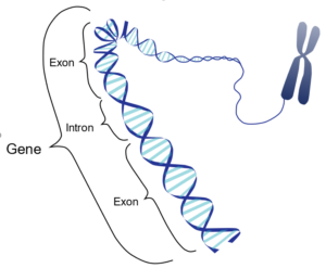 do eukaryotes have introns