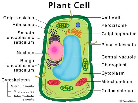 Do Animal Cells Have A Central Vacuole: Detailed Insights And Facts ...