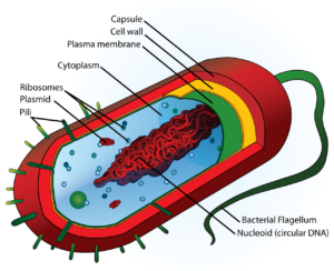 Are Bacteria Prokaryotic Or Eukaryotic?