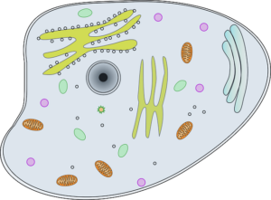 Cytoplasm Function In Animal Cell