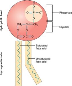 0301 Phospholipid Structure new