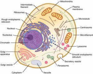 0312 Animal Cell and Components 1