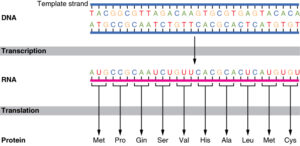 0324 DNA Translation and Codons