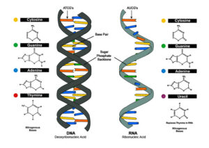 is rna antiparallel