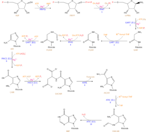 1024px Nucleotides syn1.svg