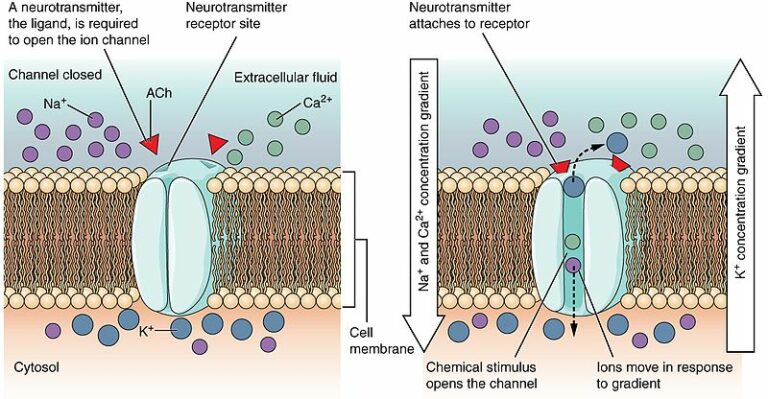 Channel Proteins: What,Function,Types,Examples, Exhaustive FACTS ...