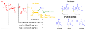 885px Nucleotides 1.svg