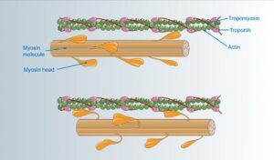 Actin myosin