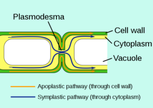 what-is-middle-lamella