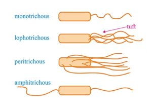 Bacterial flagellate configurations 2