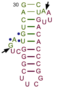 Bulge helix bulge BHB tRNA intron 1