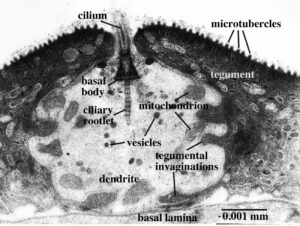 Cilia lobostoma2